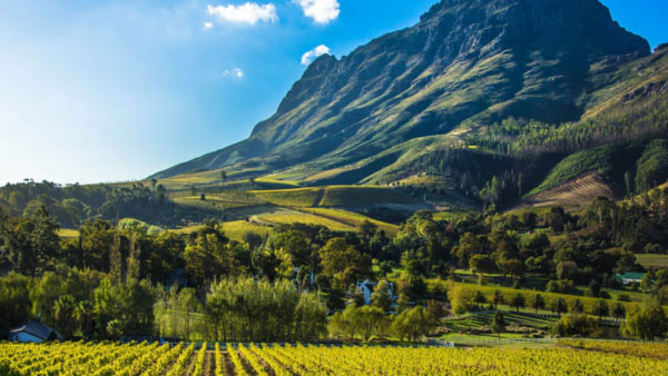 Cape Winelands